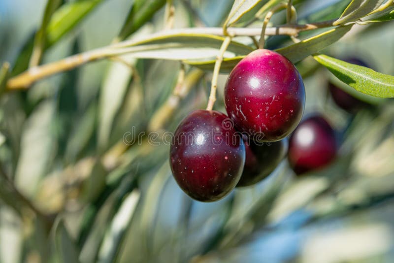 Olive Tree with Fruit, Harvest for Oil Stock Image Image of harvest, person 191096383