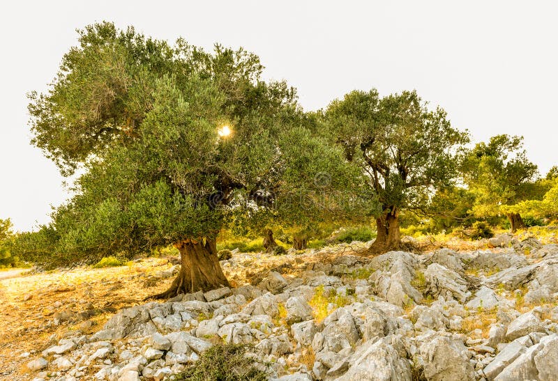 Olive Tree Garden In Sunset Or Sunrise Stock Photo Image Of