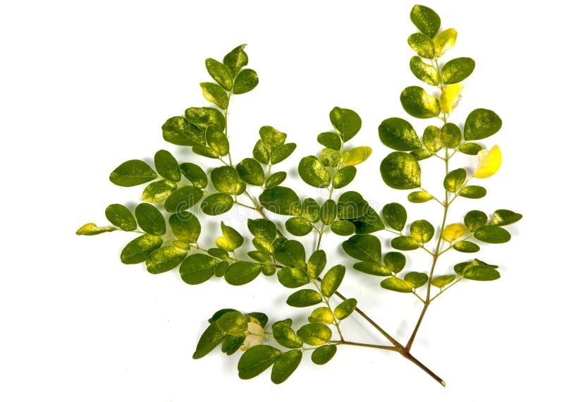 Olive Tree Green och guling mönstrade sidor på vit arkivfoton Olive Tree Green och guling mönstrade sidor på vit arkivfoton