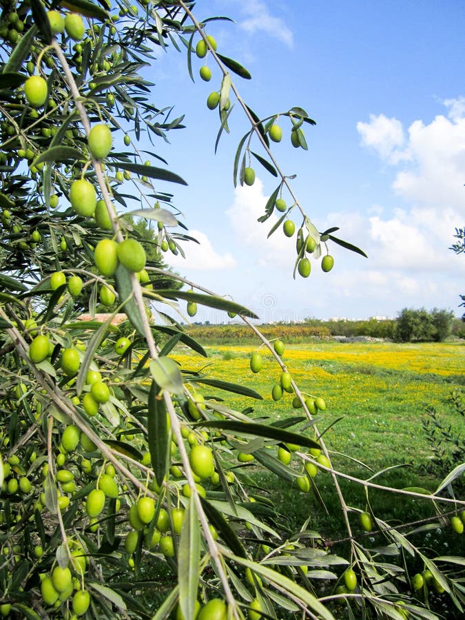 Fresh Green Olives On The Olive Tree Closeup Stock Photo Image Of 366