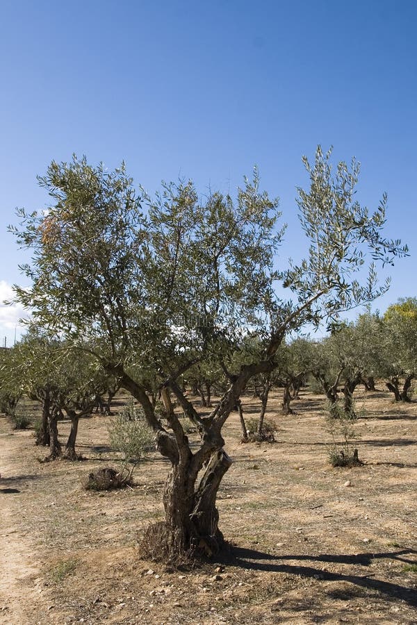 Olive tree grove stock photo. Image of andalucia, spain 11740752