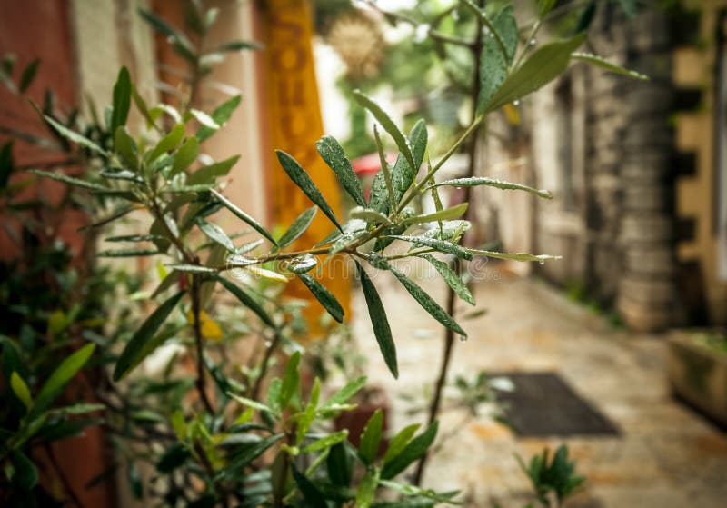 Olive tree growing on old greek street at rainy weather