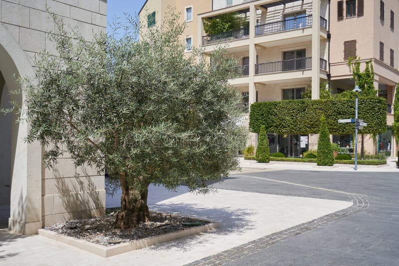 Olive Tree Grows Near the Building for Landscaping the City Stock Photo