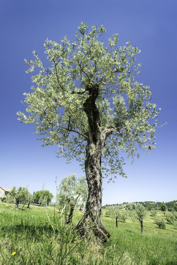 Olive tree in Italy stock image. Image of cultivation 42391403