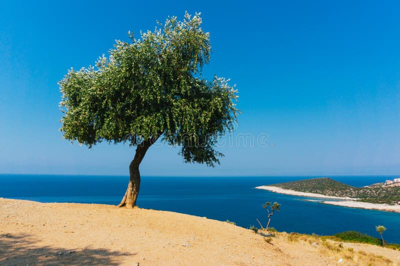 Download An olive tree surrounded in nature Wallpaper  Wallpaperscom