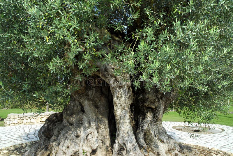 Olive tree millennium