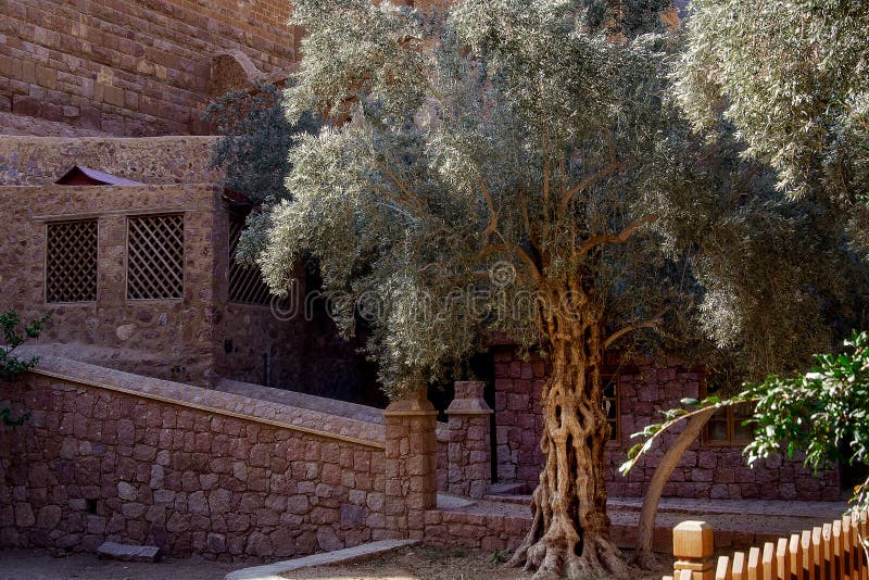 Olive Tree, the Monastery of St. Catherine, Egypt Stock Photo Image of pilgrim, chapel 45883440