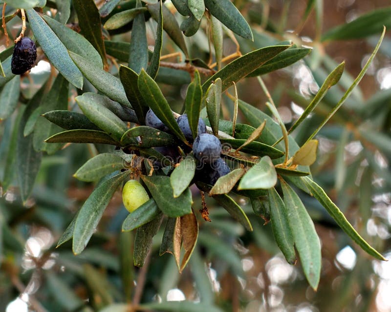 Olive Tree Or Olea Europaea in Portugal royalty-vrije stock afbeelding Olive Tree Or Olea Europaea in Portugal royalty-vrije stock afbeelding