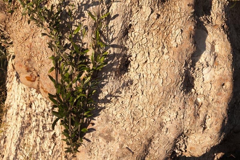 Olive tree Olea europaea trunk bark green leaves