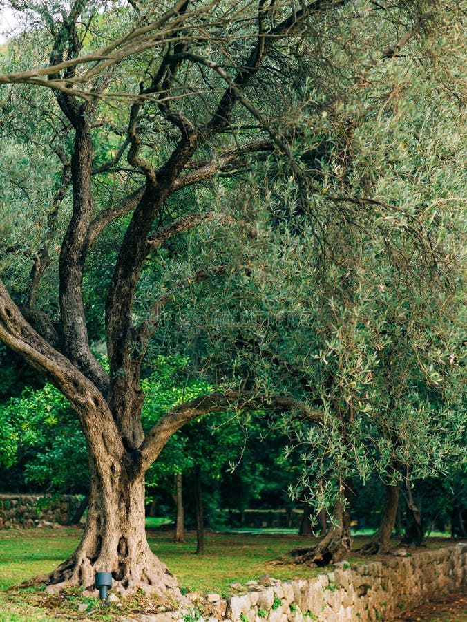 880 Gardens Olive Tree Stock Photos Free & RoyaltyFree Stock Photos
