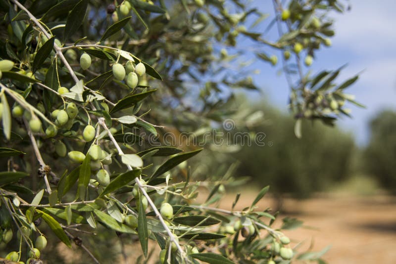 Olive Tree in an Olive Orchard. Growing Olive Trees in Agriculture