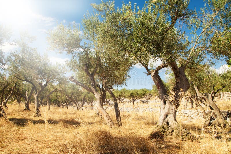 Olive tree orchard stock photo. Image of cultivation 33791244