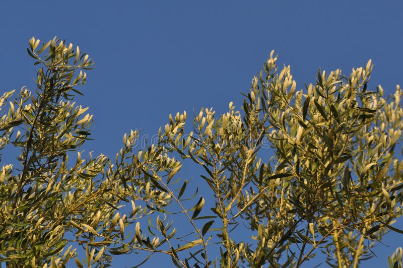 Olive tree plant stock image. Image of olea, europaea 213319779