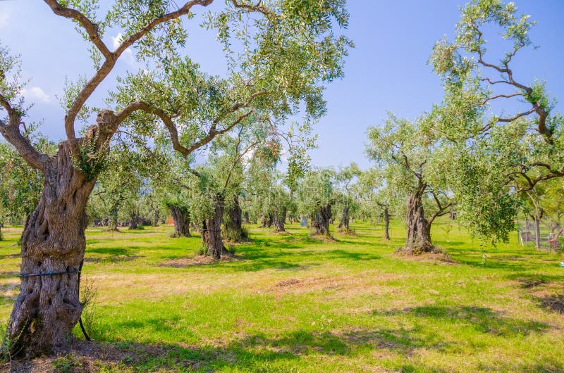 Olive tree plantation in Greece