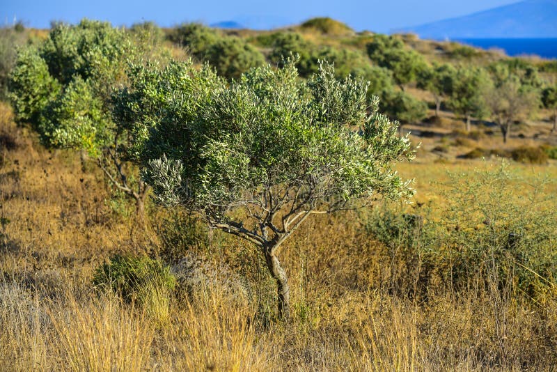 Olive Tree Plantation in Greece Stock Photo Image of agriculture