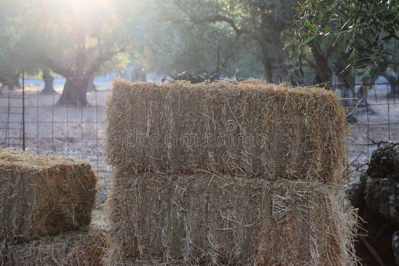 Olive Tree Plantation and Stacks of Hay Stock Photo Image of sunlight