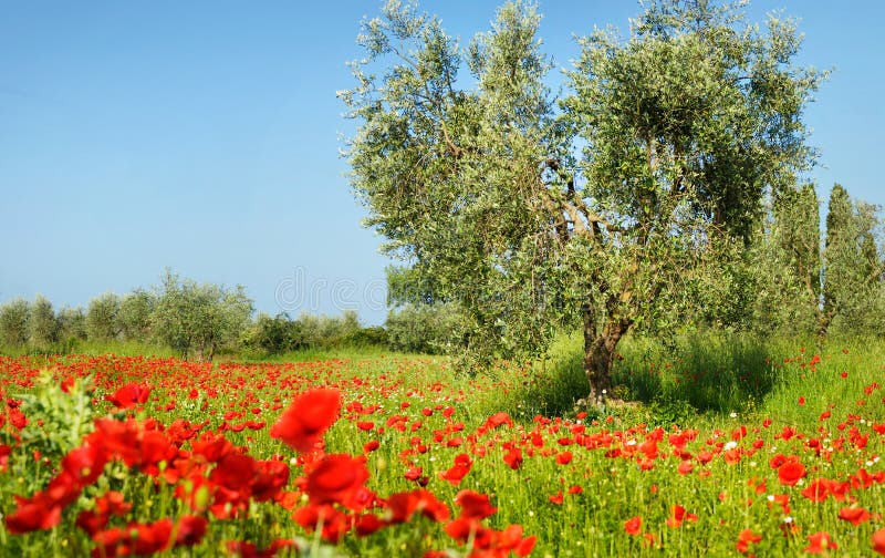 Olive tree in a poppy field