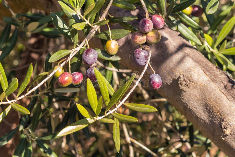 Olive Tree with Ripening Black Spanish Olives Stock Image Image of