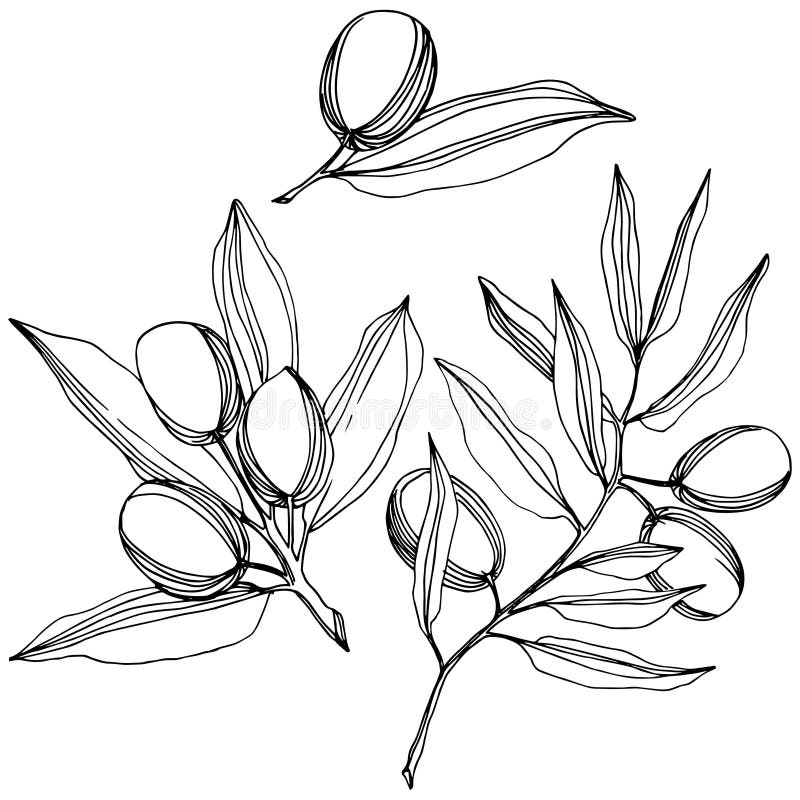 Olive Tree in a Vector Style Isolated. Black and White Engraved Ink Art ...