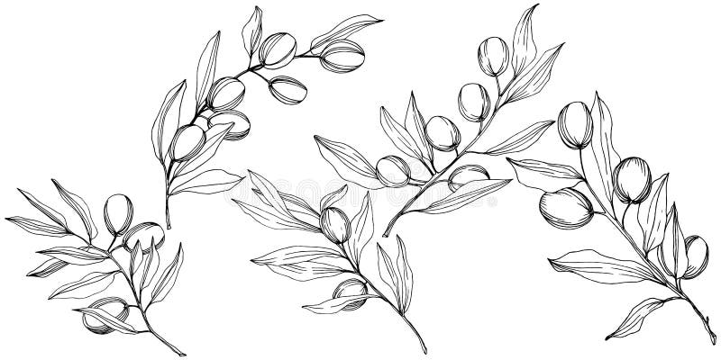 Olive Tree in a Vector Style Isolated. Black and White Engraved Ink Art ...