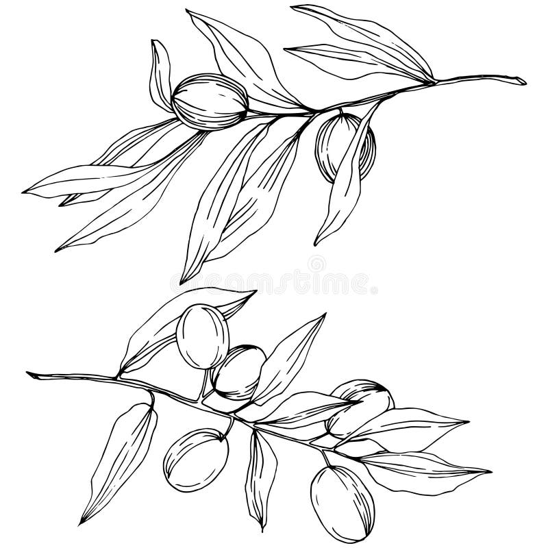 Olive Tree in a Vector Style Isolated. Black and White Engraved Ink Art