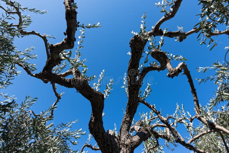 Olive tree stock photo. Image of countryside, tree, agricultural