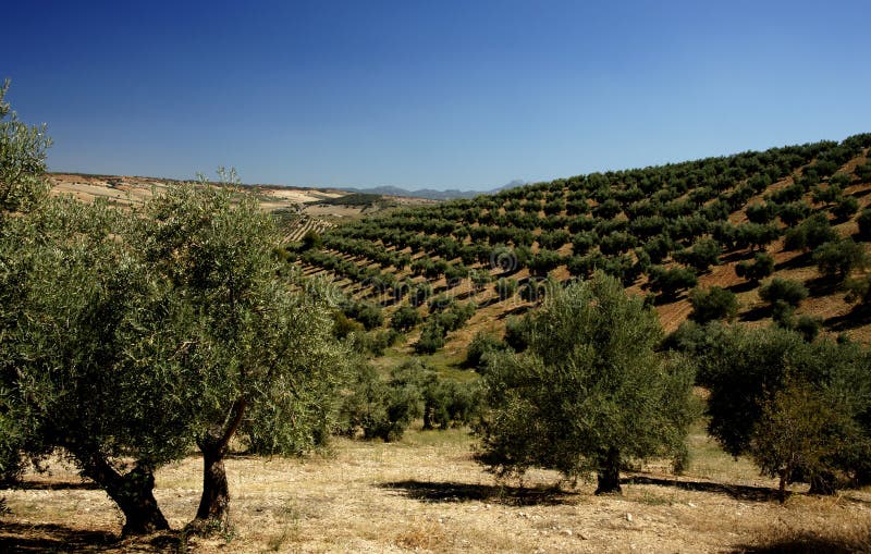 Olive Trees