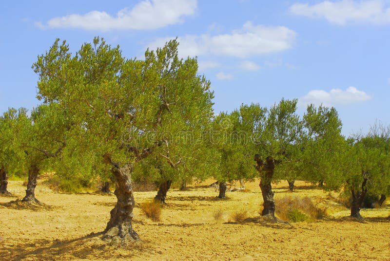 Olive trees