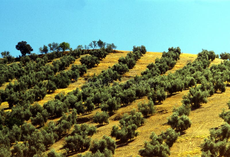 olive trees arkivbilder