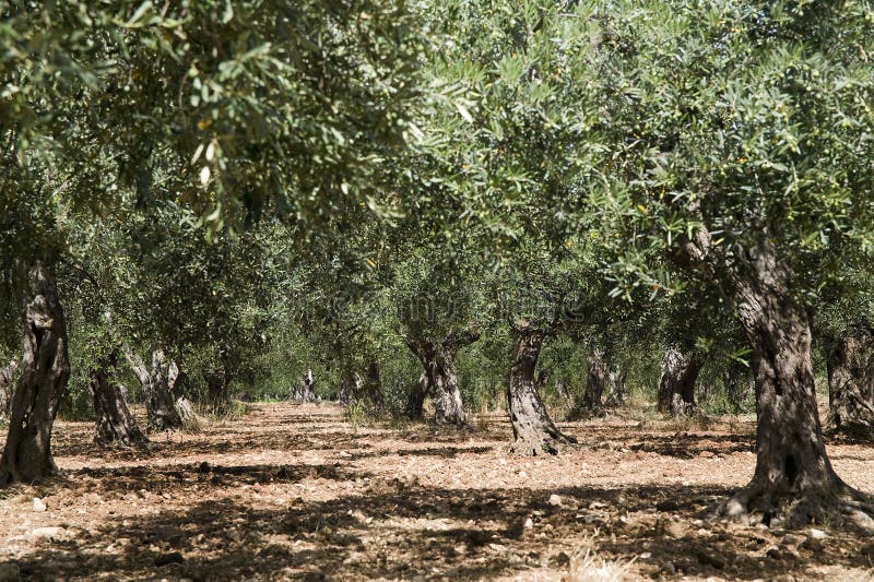 Olive trees