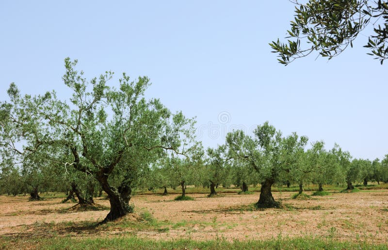 Olive trees aranged in lines