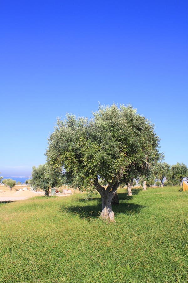 Olive trees stock photo. Image of beautiful, trees, blue 40206092