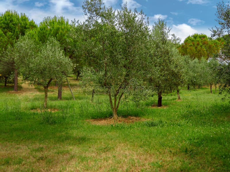 Olive trees in garden stock photo. Image of landscape 97067284