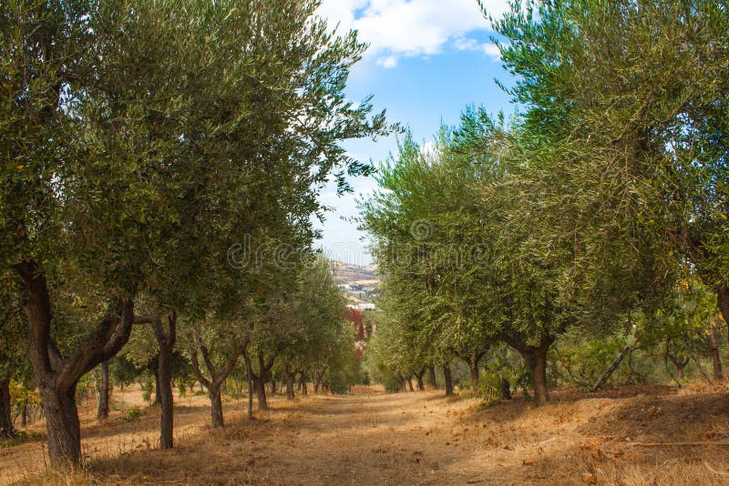 Olive Trees Garden, with Olives on the Branches, Nature Background