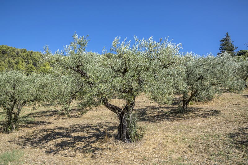 Olives Trees Growing at the Field I the Algarve, Portugal Stock Photo