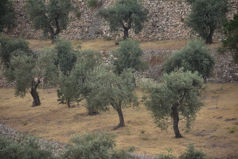 Olive Trees in Mount of Olives Jerusalem Stock Image Image of tourism