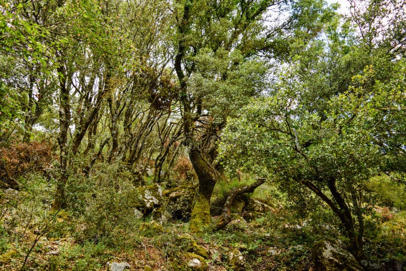 Olive Trees Hill. Olive Tree in Greece. Stock Image Image of morning