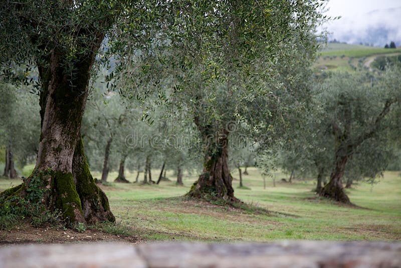 Olive Trees in Italy stock photo. Image of valley, italy 48304486