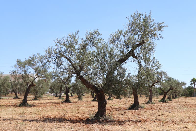 Portugal Olive trees stock image. Image of light, southern 31612461