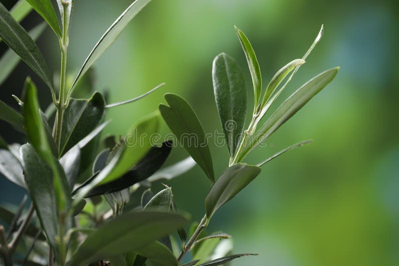 Olive Twigs with Fresh Green Leaves on Blurred Background, Closeup