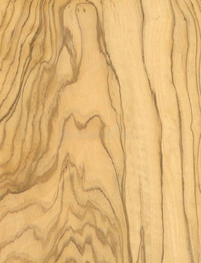 Olive wood texture stock image. Image of organic, textur 15547823