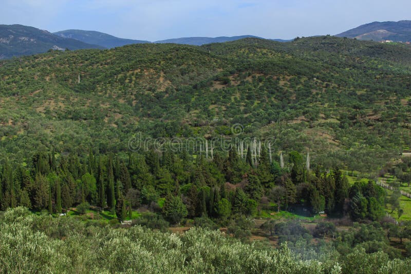 Oliveiras e montanhas imagem de stock Oliveiras e montanhas imagem de stock