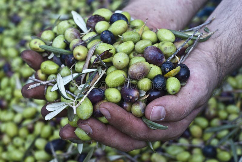 These hands are checking the olive harvest.Olives picking in Sicily- Italy. These hands are checking the olive harvest.Olives picking in Sicily- Italy
