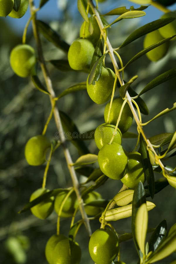 Olivenbaum (Olea europaea) stockfoto. Bild von kochen 26761338