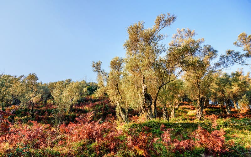Olivenbäume im Herbst in Valdanos, Ulcinj, Montenegro lizenzfreie stockfotografie Olivenbäume im Herbst in Valdanos, Ulcinj, Montenegro lizenzfreie stockfotografie