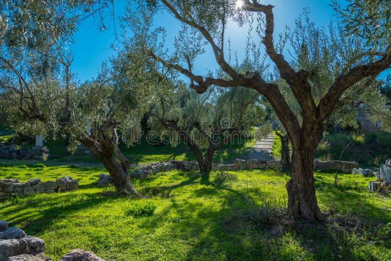 Olivenhain in Kerameikos von Athen Griechenland stockbilder Olivenhain in Kerameikos von Athen Griechenland stockbilder
