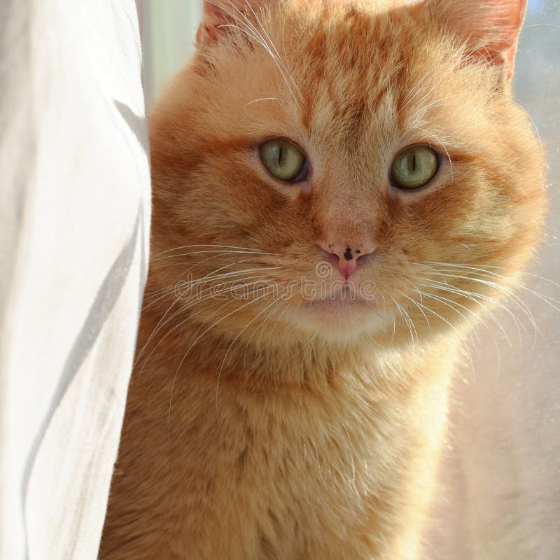 Orange Cat Oliver Stock Photos Free & RoyaltyFree Stock Photos from