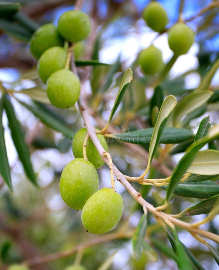 Olive tree branch stock photo. Image of closeup, organic 11541034