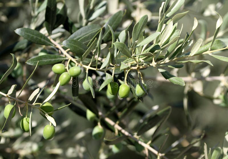 Olives on a branch stock photo. Image of branch, label 26359218