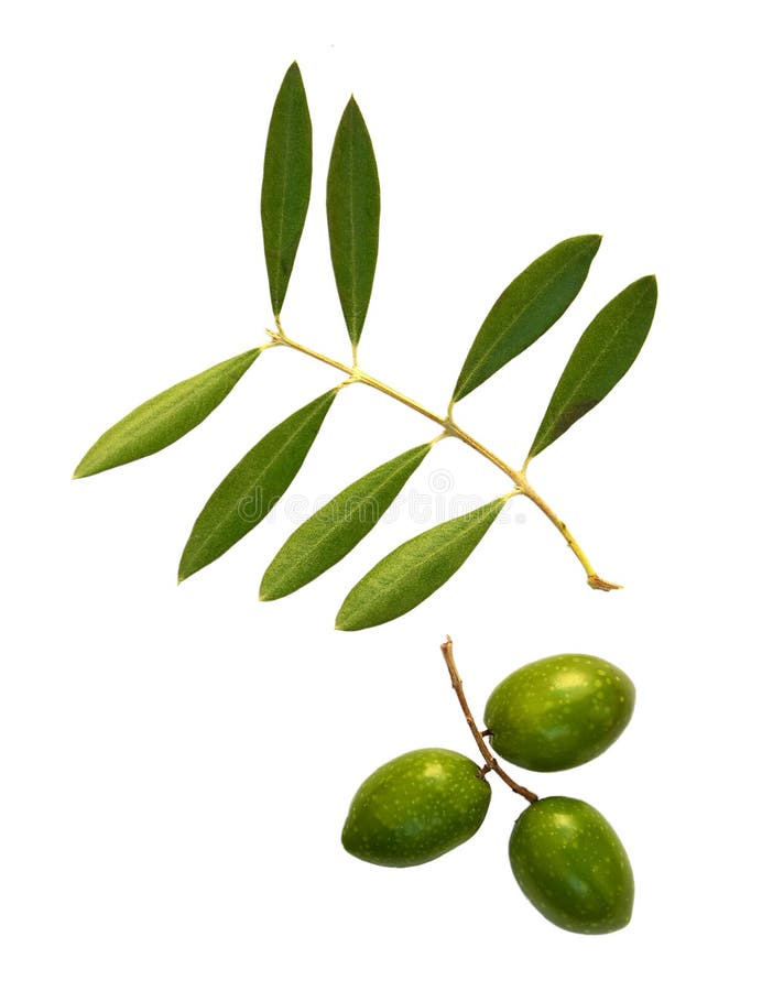 Olives and branch stock photo. Image of antioxidant, light 27548044